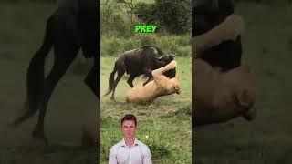 Lions vs. Wildebeest A Battle of Survival in the Wild #Lions #Wildebeest #Wildlife #Nature #shorts