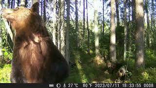 Медведи Ленинградской области. Медведица с медвежатами. Медвежьи танцы.