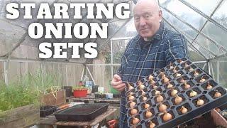 Starting Onion Sets [Gardening Allotment UK]