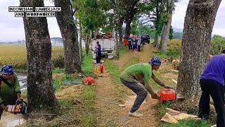 Cuts 3 trees quickly and easily, Husqvarna 3120 xp & Stihl ms 660 chainsaw.