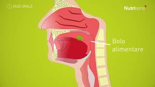 Disfagia – Che cos’è la deglutizione