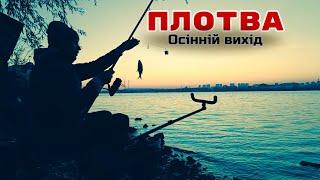 Осінній фідер  Рибалка в Києві  Південний міст  Плотва #fishing #рибалка #плотва  