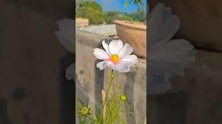 garden cosmos flower #flowers