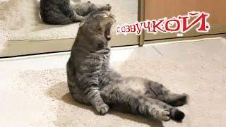 Funny animals! Funniest Cats and Dogs - 110
