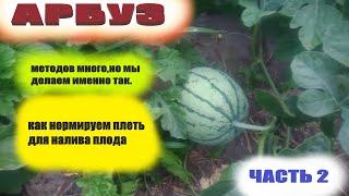 Формирование арбузов в открытом грунте.Что делаю с плетью,на которой растет арбуз