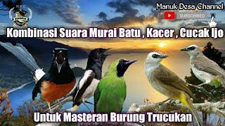 Masteran Trucukan Full Isian MURAI BATU vs CUCAK IJO vs KACER Ampuh Jitu