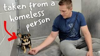 Tiny Shelter dog Won’t Let His Guard Down Until This...