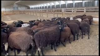 #20 Скрещивание овец Цварблес с Карачаевская-Черная +7 982 000 999 4