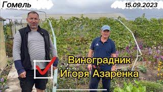 #9 15.09.2023 Гомель в гостях на винограднике Игоря Азарёнка. Часть 1/2.