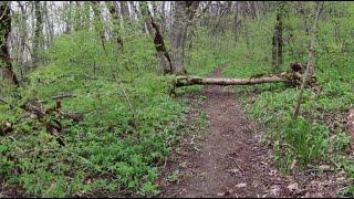 Первоцветы. Весенний лес в 4К 59fps. Подножие горы Машук  г. Пятигорск. Весенние футажи. Релакс.