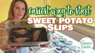 The Simple Way to Start Sweet Potato Slips Indoors (no jars of water required!)