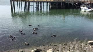 Sea otter pup wakes up before mom