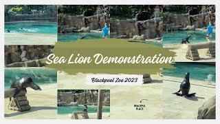 Sea Lion Demonstration At BlackPool Zoo in Uk | Sea-lion Show In Blackpool Zoo 2023