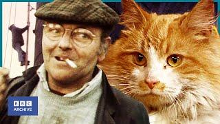 1983: FRED DIBNAH foiled by GINGER TOMCAT at 160ft | BBC News | Animal Magic | BBC Archive