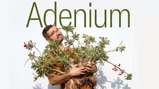 Replanting my Adenium obesums • Maintenance and Soil for Desert Rose