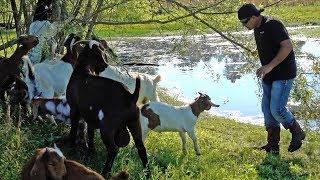 Building a MASSIVE Bass Pond on a Goat Farm!