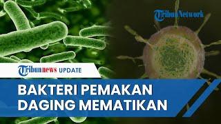 Jepang Geger! Diserang Bakteri "Pemakan Daging" Mematikan, Korban Tewas 48 Jam usai Terinfeksi