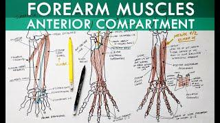 Forearm Muscles - Anterior Compartment | Anatomy Tutorial