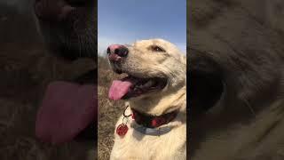 Почему у собаки мокрый нос? #собака #подольск #dogy_blogy #мокрый нос #dogyblogy #dogy_blogy_ #dog
