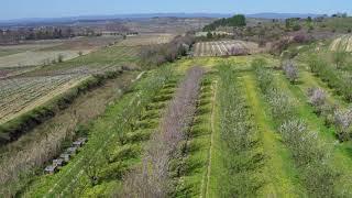 Pollinisation des amandiers - Le Génie des Abeilles - Episode 30