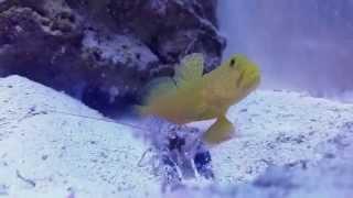 Pistol shrimp kill amphipod for goby at 0:12