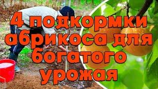 4 подкормки абрикоса для богатого урожая