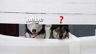Huskies vs Wall of Toilet Paper!