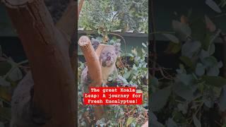 The great Koala Leap: A journey for Fresh Eucalyptus! #shorts