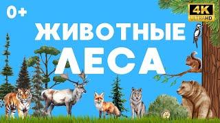 Животные леса для детей 0+ |  Максифильм