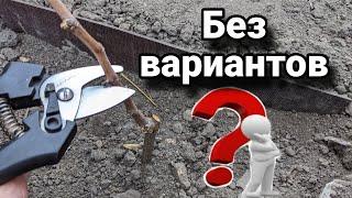 Почему буду обрезать на обратный рост, варианты обрезки годичного куста винограда 