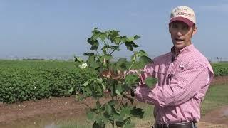 The Cotton Plant