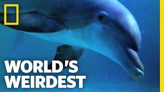 Dolphin Talk Decoded | World's Weirdest