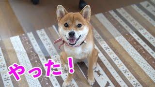 美味しいやつを期待している柴犬の顔