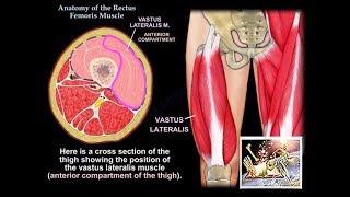 Anatomy Of The Vastus Lateralis Muscle - Everything You Need To Know - Dr. Nabil Ebraheim