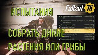 Fallout 76 Собрать дикие растения или грибы