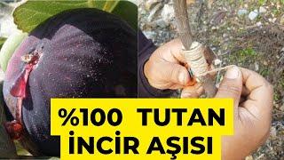 İncir Aşısı Tutturmanın Püf Noktaları   |   %100 TUTUYOR!   |