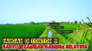 HERAN !!! PARIT MUNGIL INI JADI SARANGNYA BELUT BABON