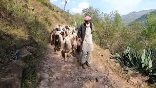 The sheep herding lifestyle of the village people