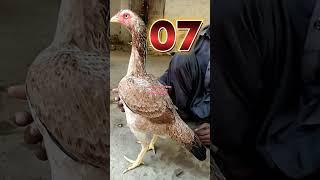 Top 10 fighter aseel hen's | Top 10 aseel breeder hen | Aseel hen in Pakistan #chicken #birds #pets