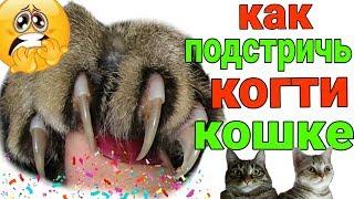 Как подстричь когти кошке или коту в домашних условиях /Семья Козырь