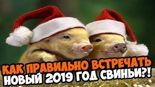 КАК ПРАВИЛЬНО ВСТРЕЧАТЬ НОВЫЙ 2019 ГОД  ЖЕЛТОЙ СВИНЬИ?