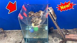 Water Mouse trap | How to make rat trap with aquarium & ball | Idea Stupid Mouse Trap