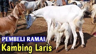 Harga Kambing Hari Ini Makin Menyenangkan