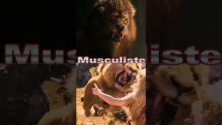 NEMEAN LION VS ASLAN