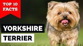 Yorkshire Terrier – Top 10 Facts (Toy Dog)