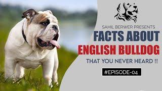 ENGLISH BULLDOG  : DOG INFORMATION SERIES || Episode_04 || Price Of Bulldog In India ? SAHIL BERWER