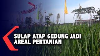 Sulap Atap Gedung Jadi Areal Pertanian