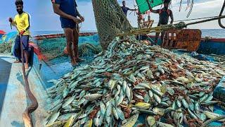 AMAZING!  We Caught Tons of Mackerel and Trevally Fish in a Single Catch! WOW!"