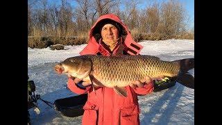 Огромный САЗАН! Ловля крупного окуня. Ловля сазана весной! Крупный сазан. Окунь на безмотылку! Гид.