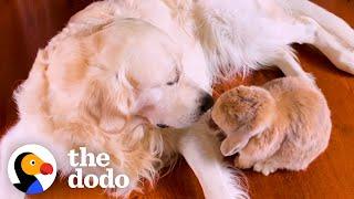 Golden Retriever Picks Apples For His Bunny BFF | The Dodo